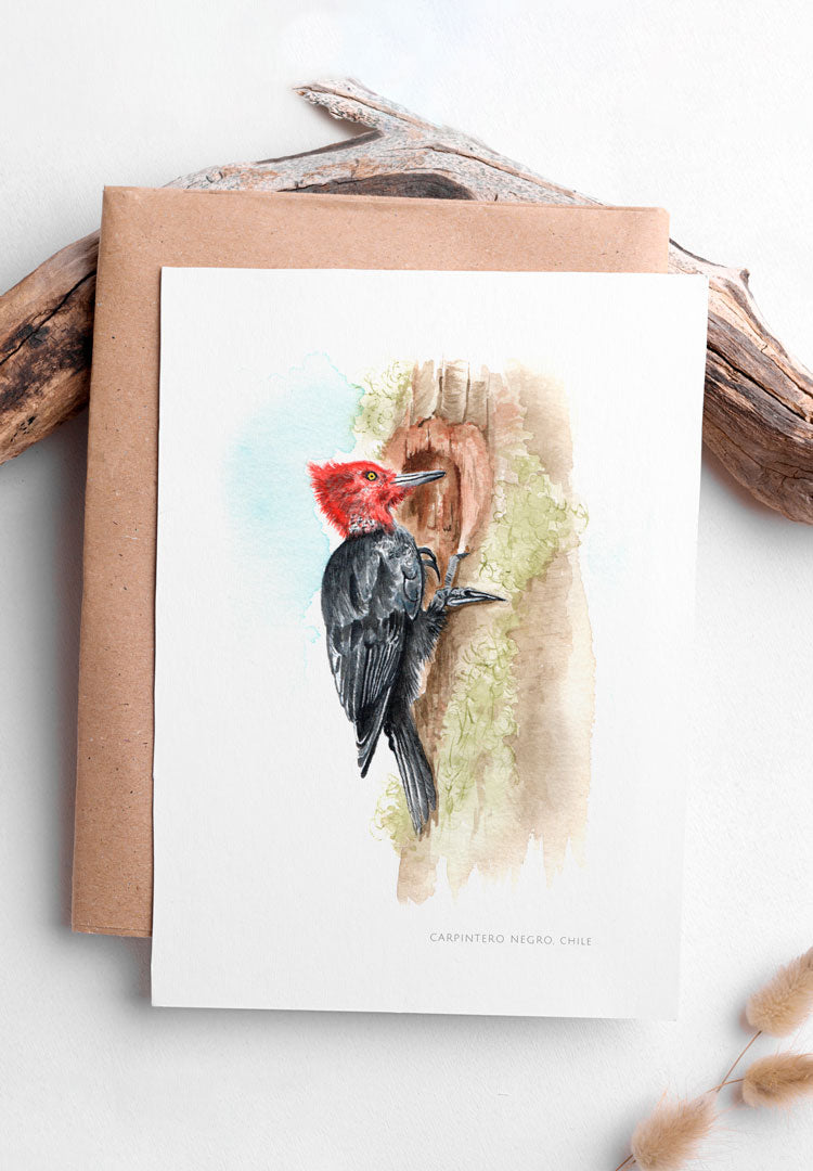 Lámina Carpintero negro