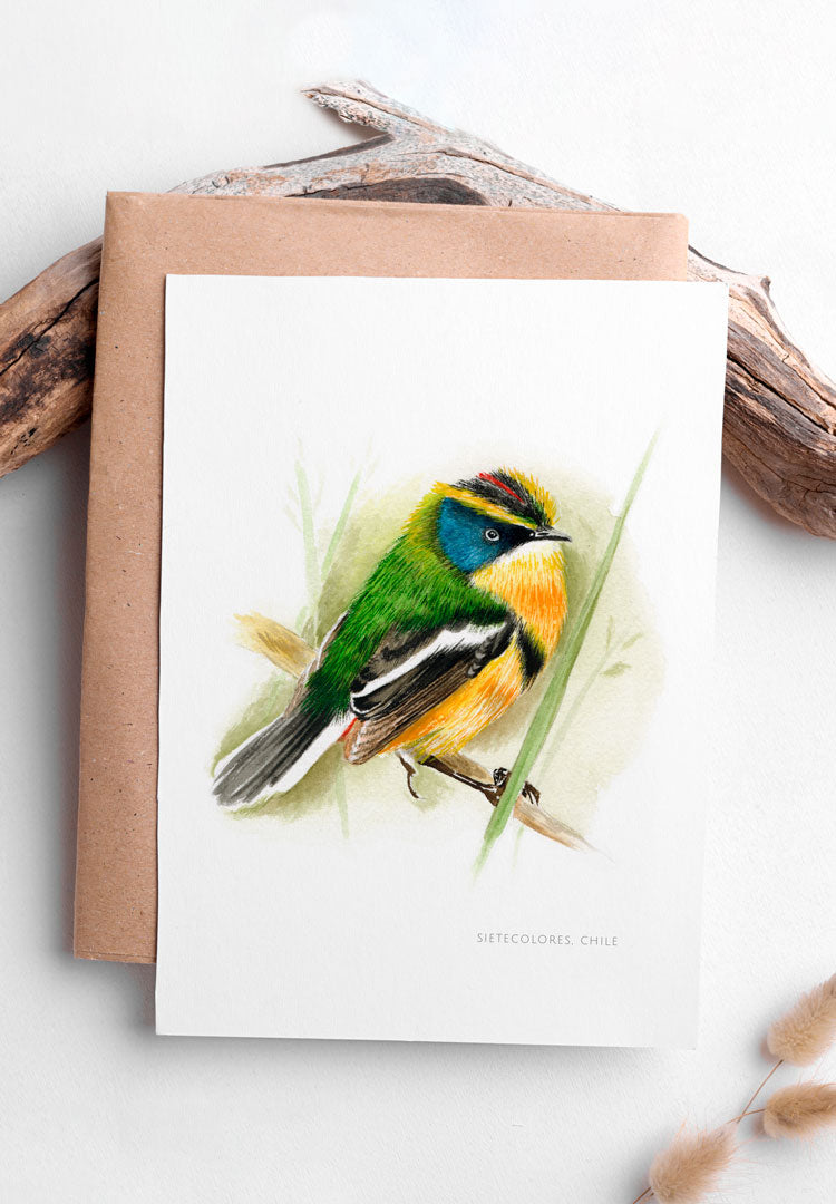 Lámina Sietecolores