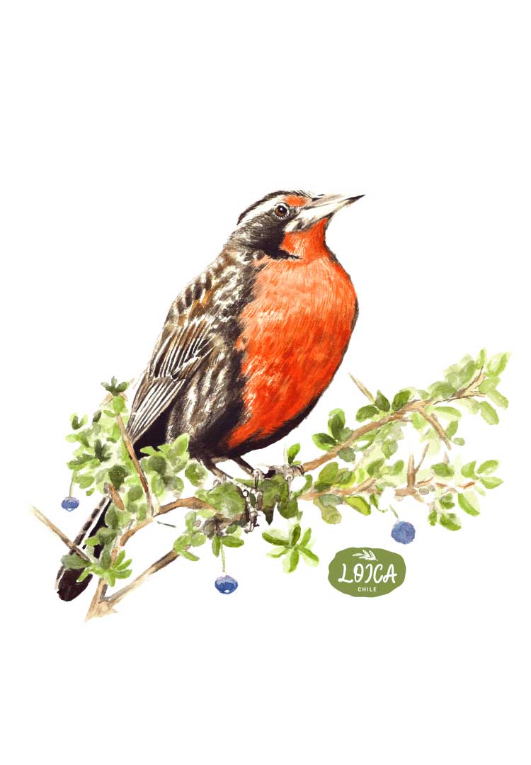 Polera ilustrada Loica (Leistes loyca)