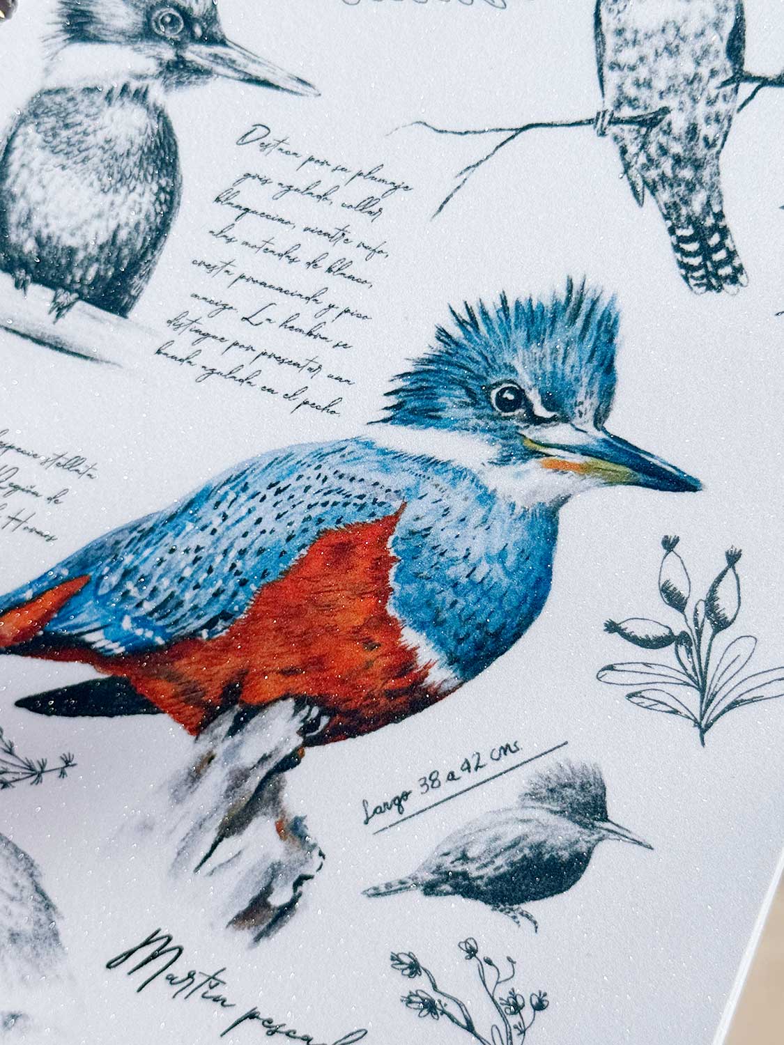 Cuaderno Martín Pescador