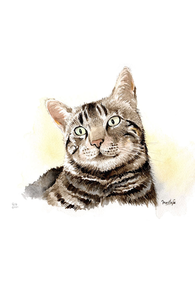 retrato de gato