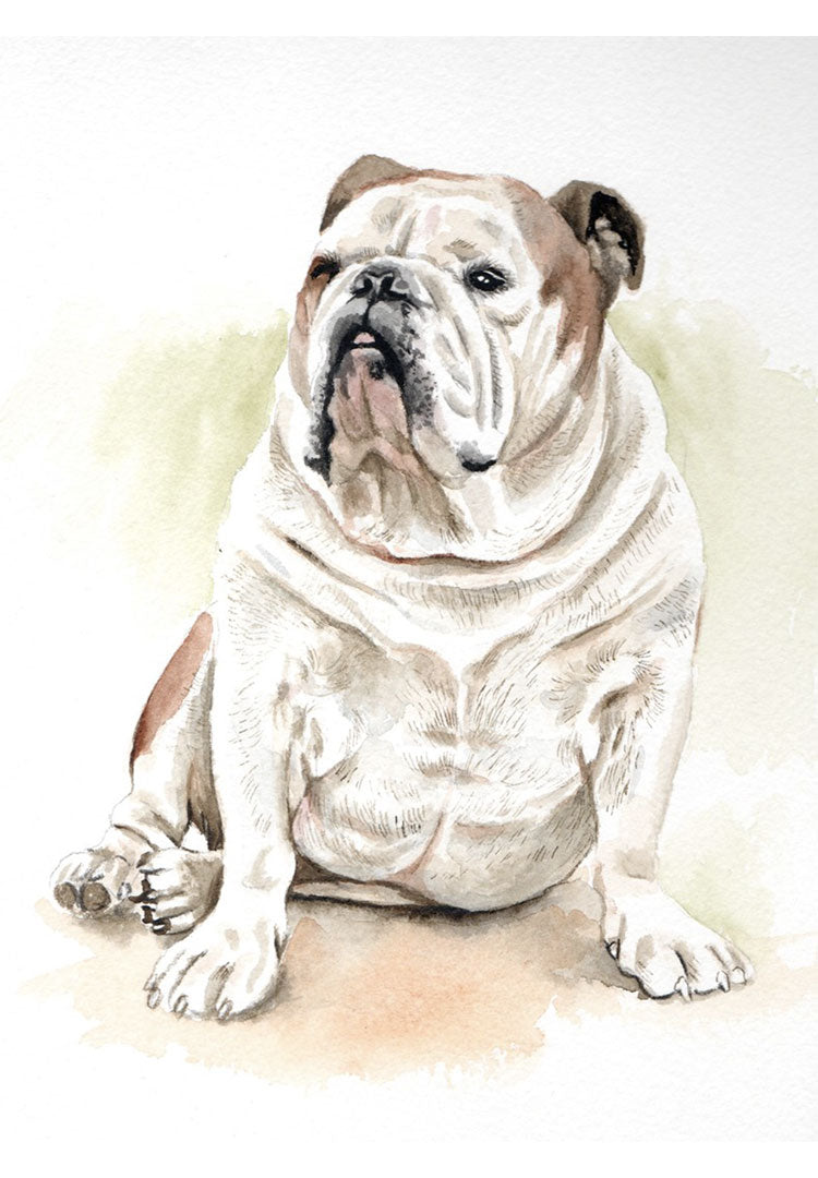 retrato bulldog