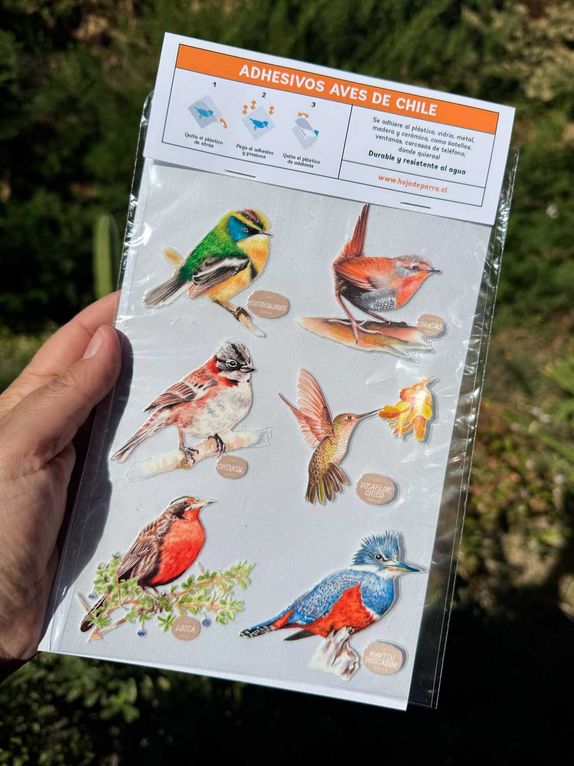 Set de stickers aves de Chile